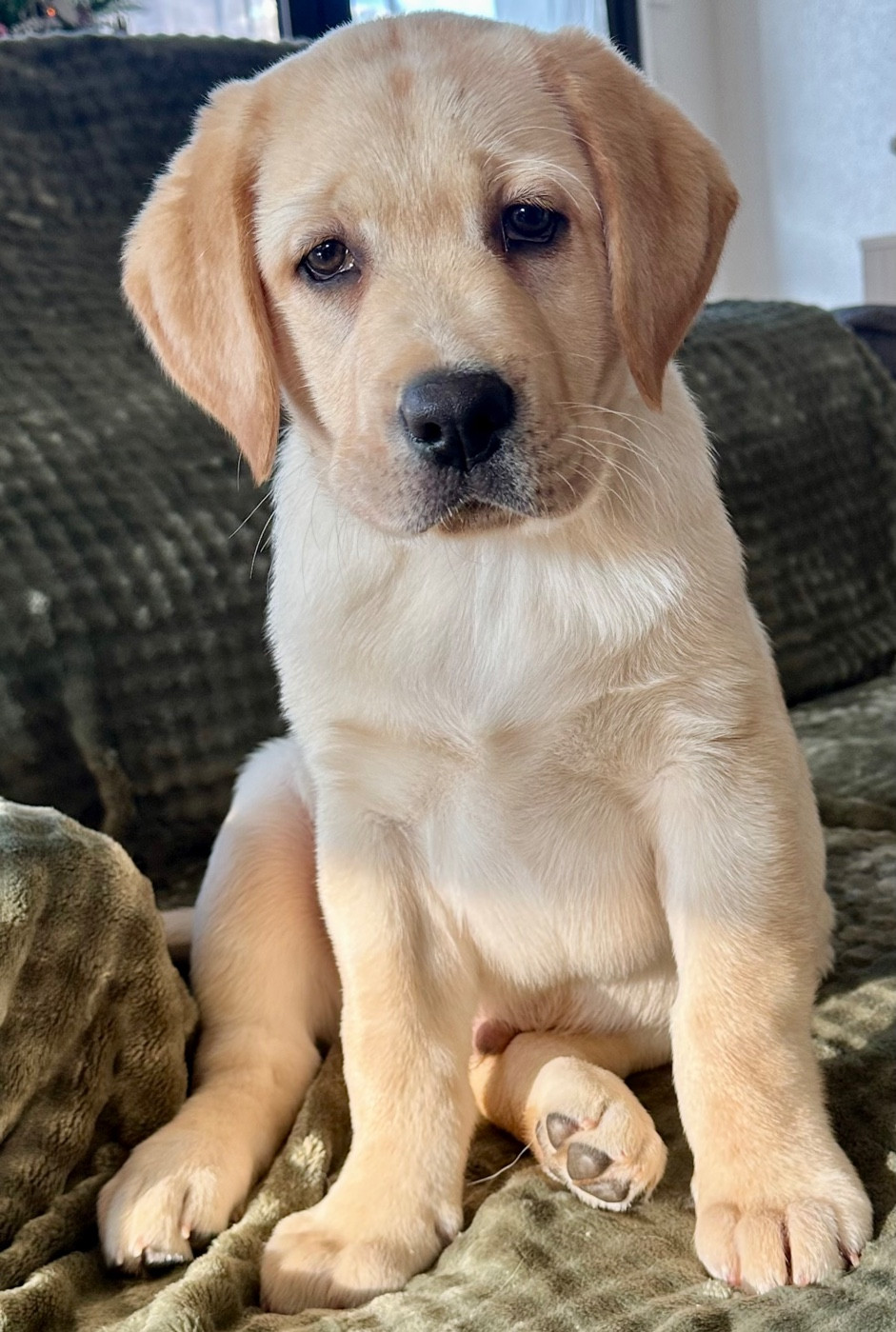 Al Pacino est de nouveau disponible suite à un changement professionnel de son maître.