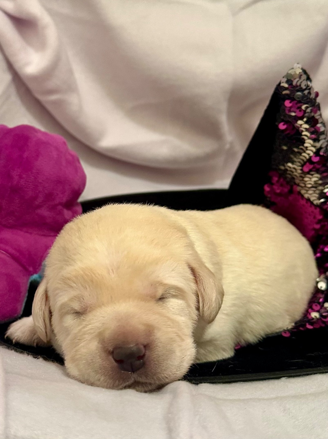 De La Vallee Des Gresidogs - Chiots disponibles - Labrador Retriever
