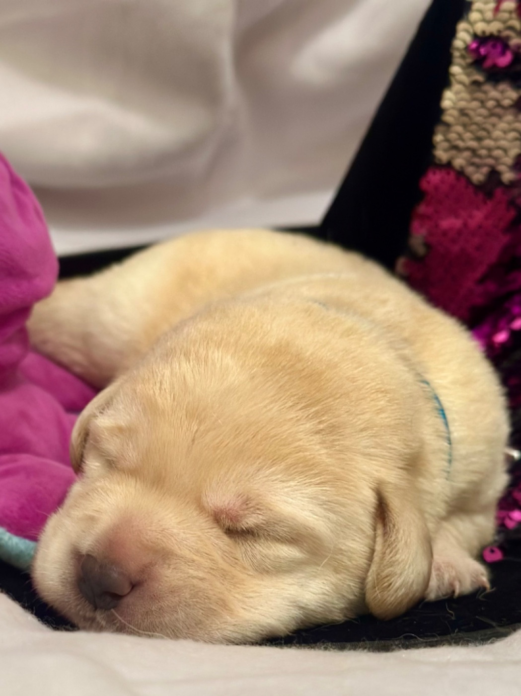 De La Vallee Des Gresidogs - Chiots disponibles - Labrador Retriever