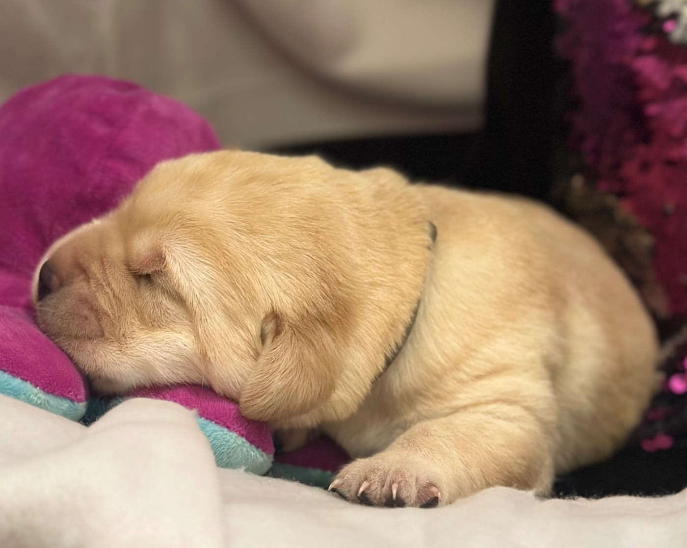 De La Vallee Des Gresidogs - Chiots disponibles - Labrador Retriever