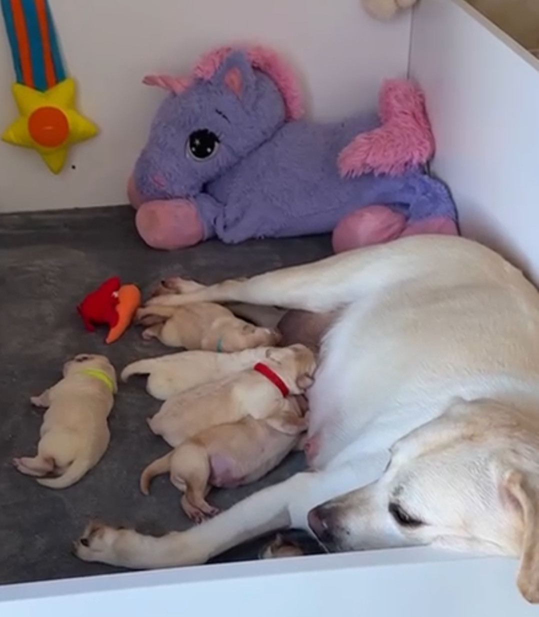 De La Vallee Des Gresidogs - Labrador Retriever - Portée née le 16/10/2025