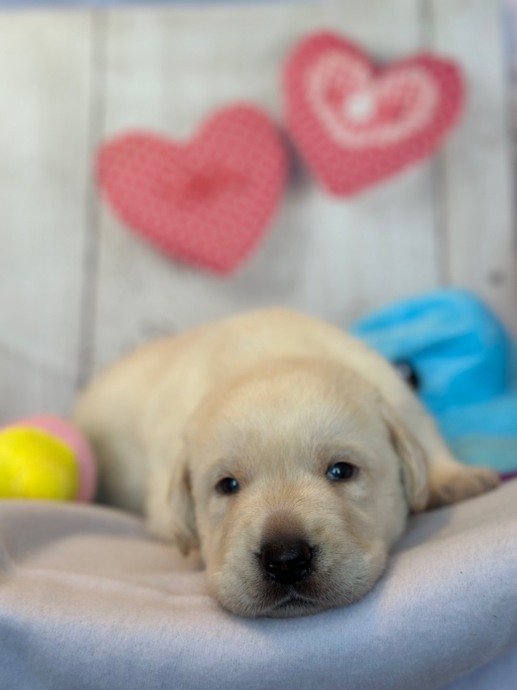 De La Vallee Des Gresidogs - Chiots disponibles - Labrador Retriever