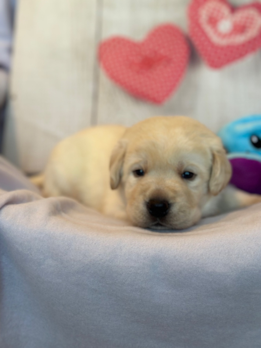 De La Vallee Des Gresidogs - Chiots disponibles - Labrador Retriever