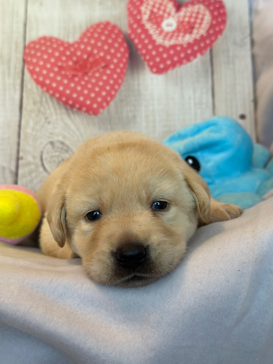 De La Vallee Des Gresidogs - Chiots disponibles - Labrador Retriever