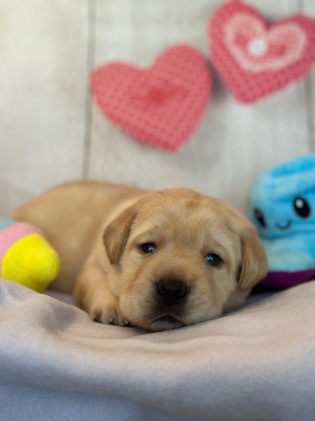 De La Vallee Des Gresidogs - Chiots disponibles - Labrador Retriever