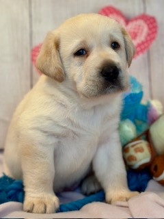 De La Vallee Des Gresidogs - Chiots disponibles - Labrador Retriever