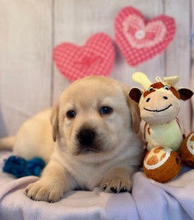 De La Vallee Des Gresidogs - Chiots disponibles - Labrador Retriever