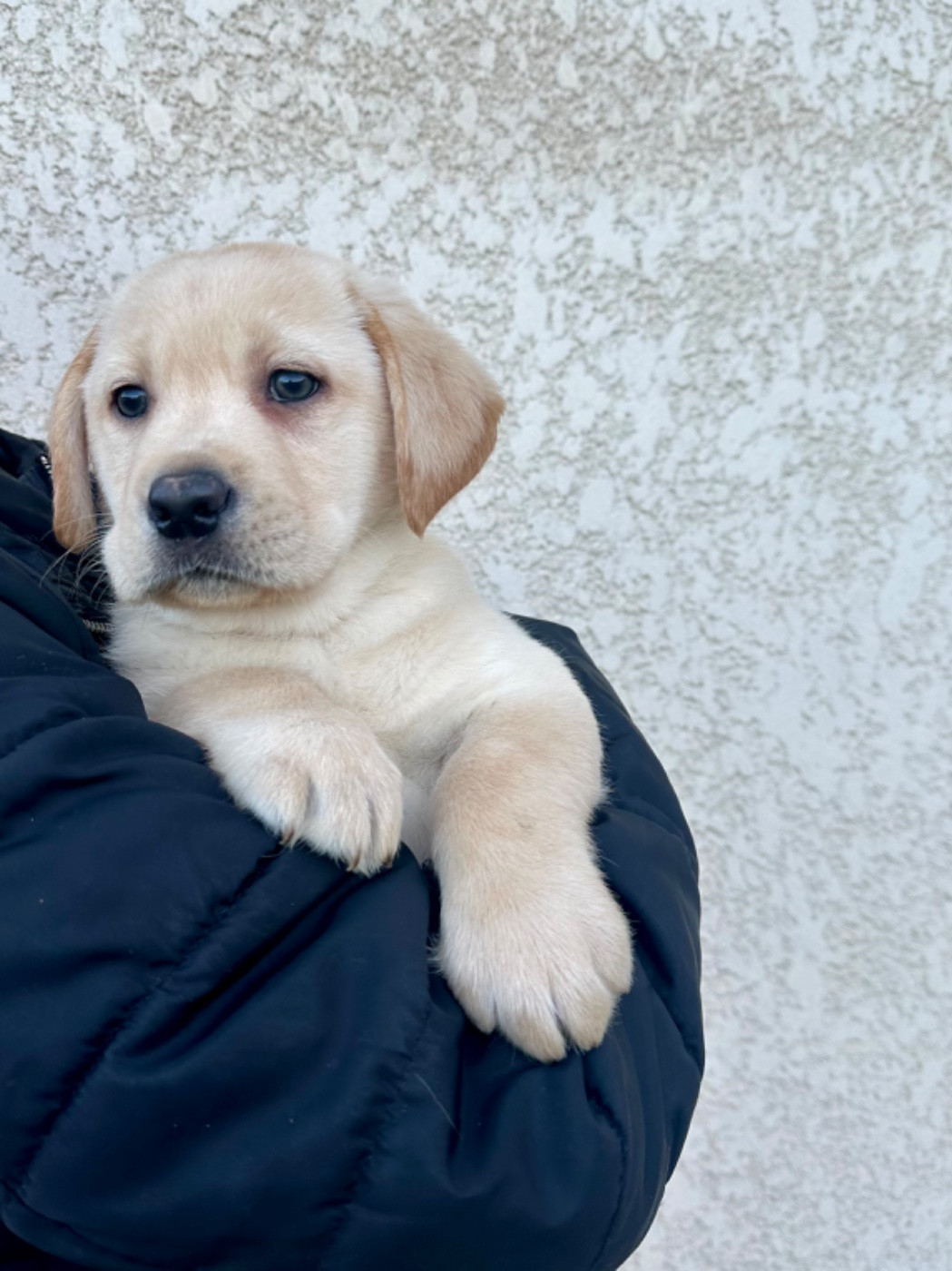 De La Vallee Des Gresidogs - Chiots disponibles - Labrador Retriever