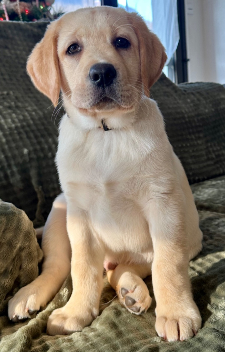 De La Vallee Des Gresidogs - Chiots disponibles - Labrador Retriever