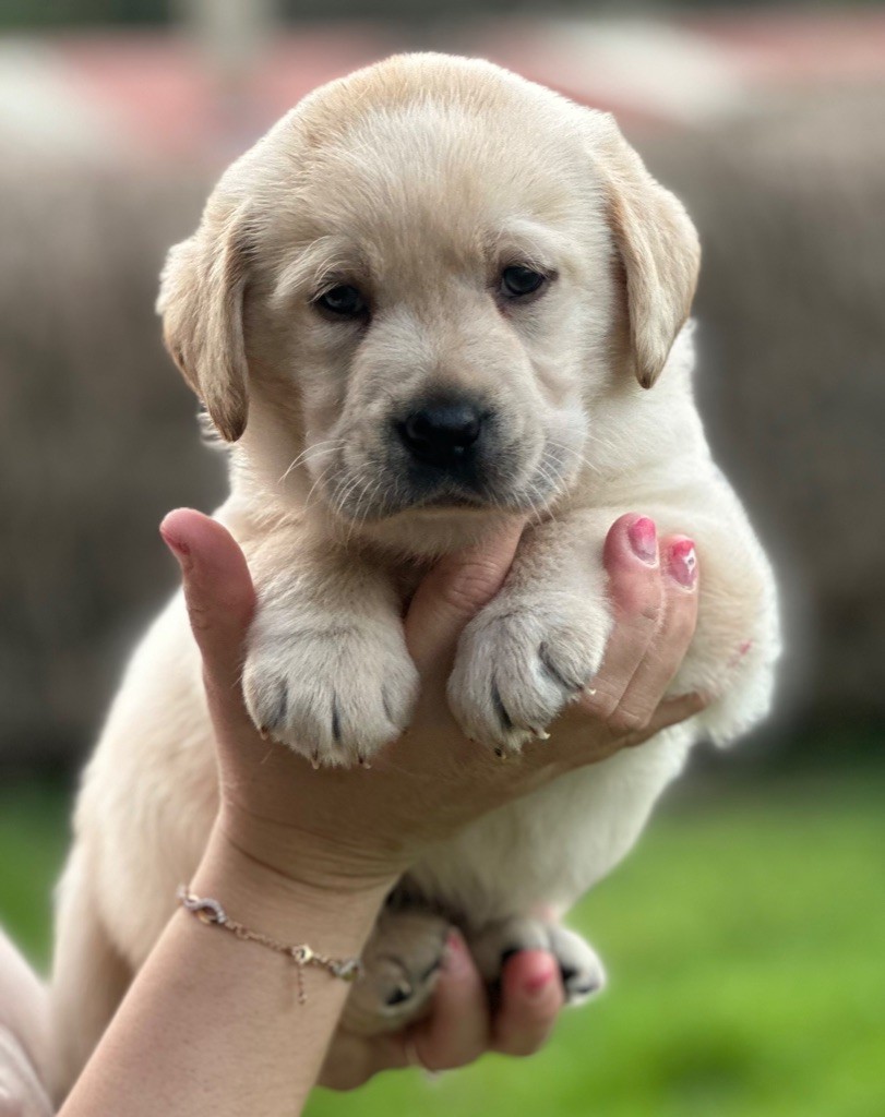 De La Vallee Des Gresidogs - Chiots disponibles - Labrador Retriever