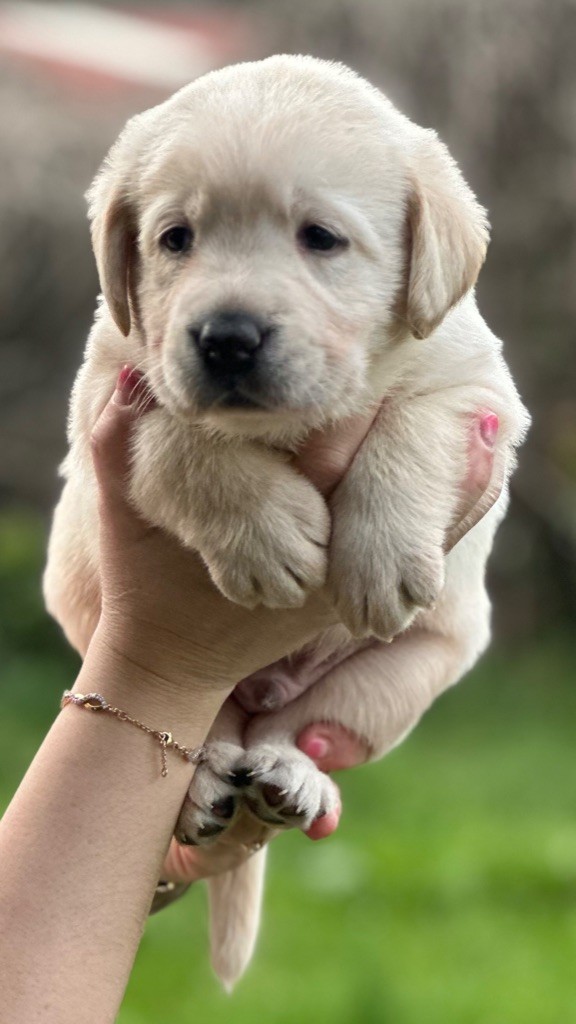 De La Vallee Des Gresidogs - Chiots disponibles - Labrador Retriever